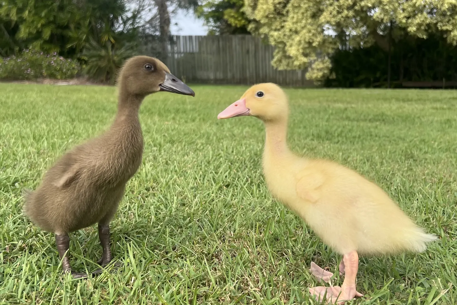 Duckling Sleepover at City Chicks Farm and Cafe, Samford Valley
