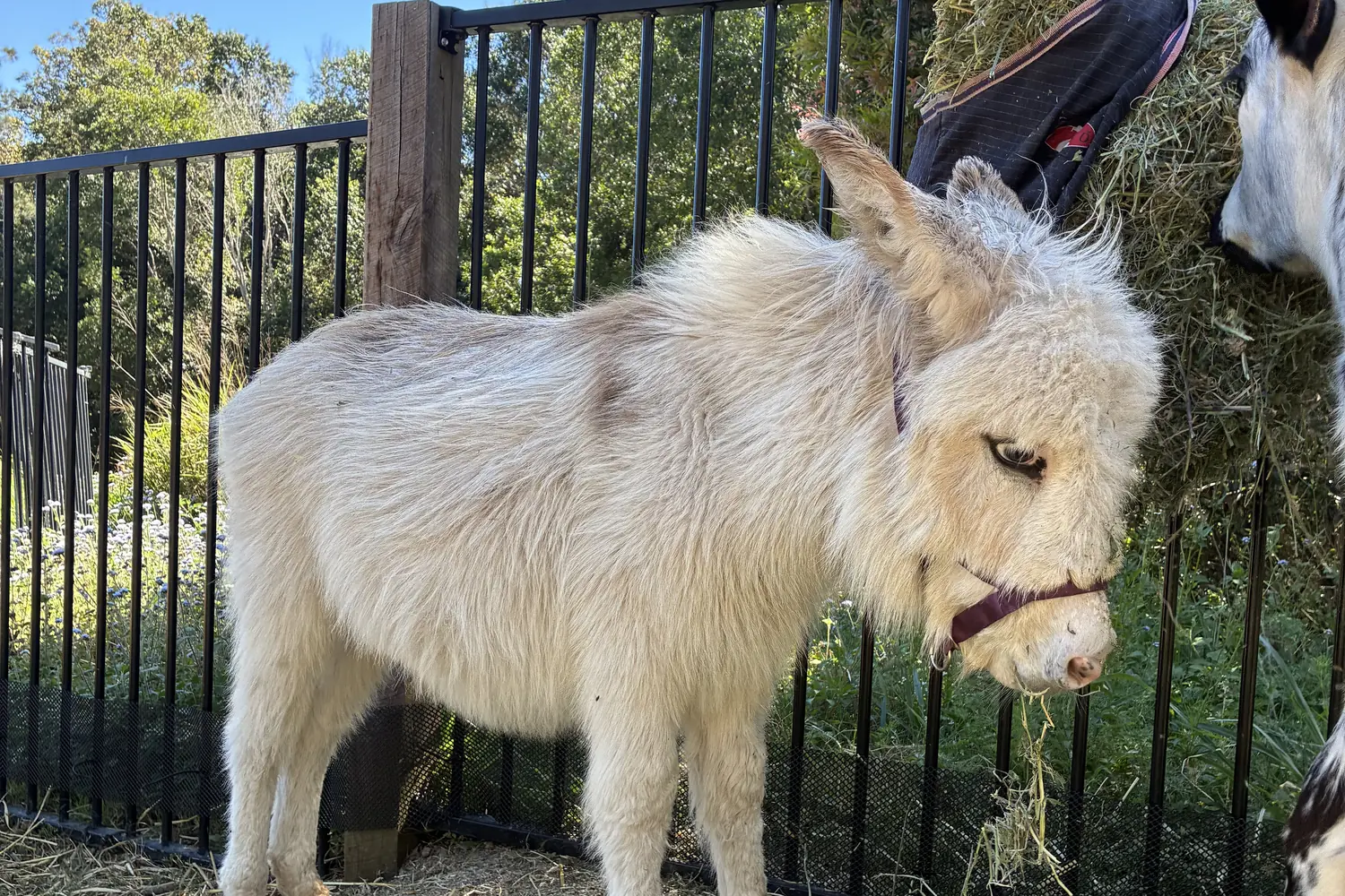 Meet Our Mini Irish Donkey at City Chicks Farm and Cafe, Samford Valley