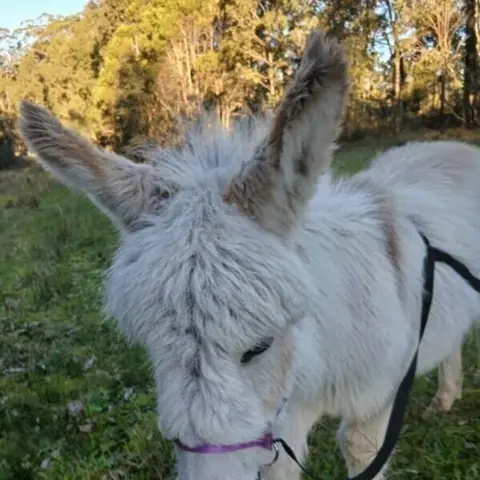 Meet Our Mini Irish Donkey at City Chicks Farm and Cafe, Samford Valley near Brisbane