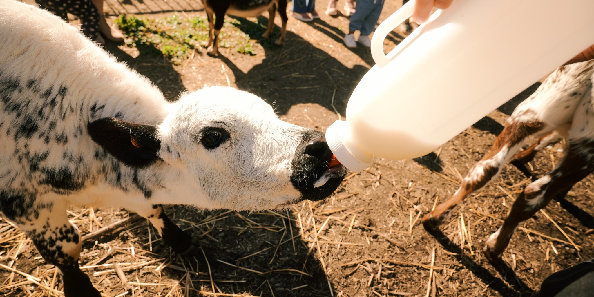 Visitor bottle feeding a hand raised calf at City Chicks working farm, Samford Valley near Mt Glorious Brisbane